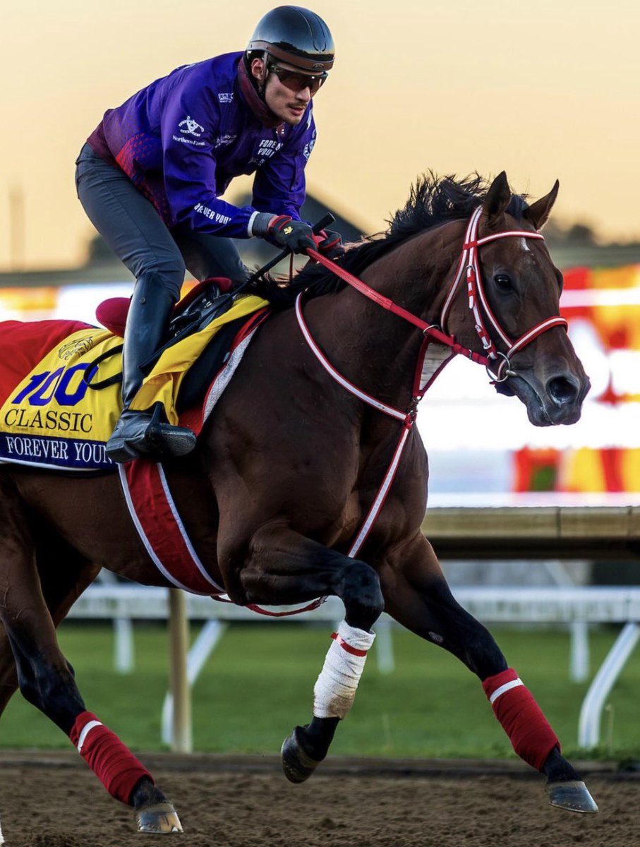 alett15's tweet photo. 🏇 FOREVER YOUNG…!!!
El crack japonés mantiene su condición perfecta y está listo. Correrá el próximo sábado la @BreedersCup Classic G1 ($7,000,00) y junto a Sovereignty serán los favoritos. Forever Young nunca ha corrido en @keeneland 
• Campaña: De 16-12 y $32,313,590 https://t.co/Sm5ekrbhSF