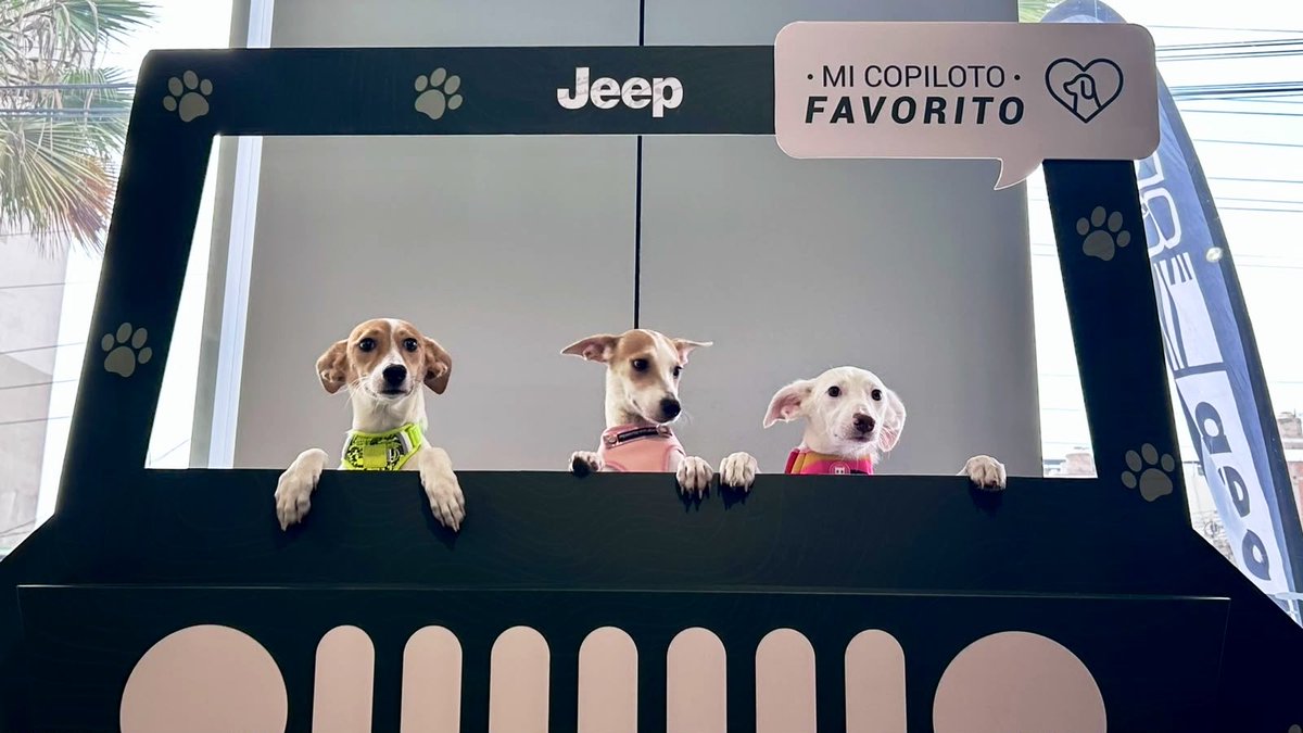 peravi's tweet photo. AYER ESTÁS TRES BELLEZAS ESTUVIERON EN EL EVENTO y necesitan una manito para su ESTERILIZACIÓN ya tienen 6 meses y no queremos que hayan incidencetes en el refugio donde están.

NECESITO JUNTAR 
3 Esterilizsciones: S/210 
Medicinas: S/40
Traslados: S/30 
TOTAL: 280 

Todo siempre a costo social. Nos ayudas? 
YAPE/plin: 922 912 750