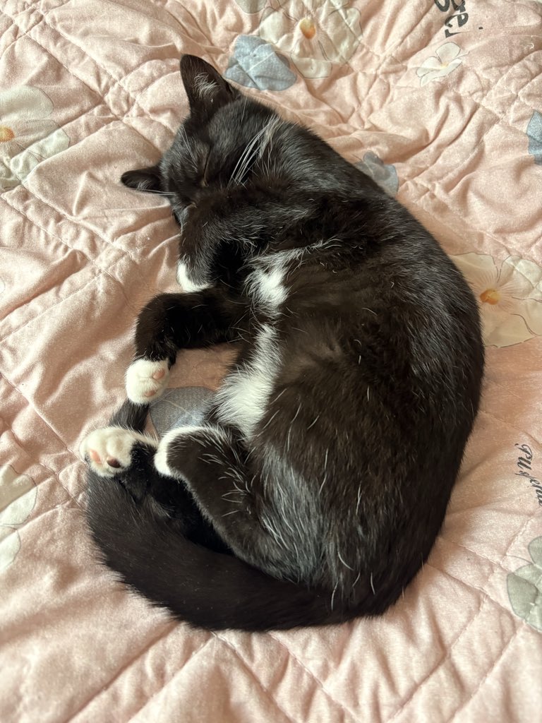 Ethan1ful's tweet photo. 又是一天结束了，好想我的小猫啊，十二天下第一可爱，真想快点回家。 https://t.co/KncFDsGVWB