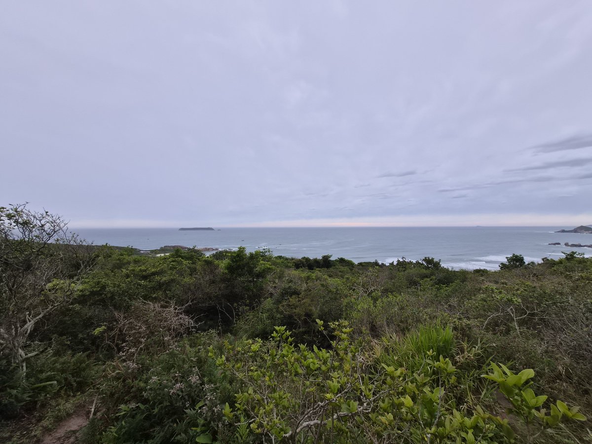 SteveCleanBrook's tweet photo. I just did the craziest hike through the Brazilian coastal jungle.

I did not prepare.

AMA https://t.co/NgFSg5N04p