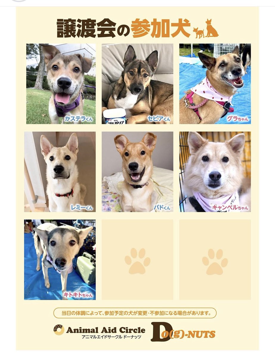 mikachuta's tweet photo. 本日渋谷区松濤のヤマザキ動物専門学校体育館にて、保護犬譲渡会！最寄りは神泉駅！MIX犬たちに会いに来てください🐕 #渋谷区 #松濤 #保護犬 #譲渡会 https://t.co/c74tnzfz72