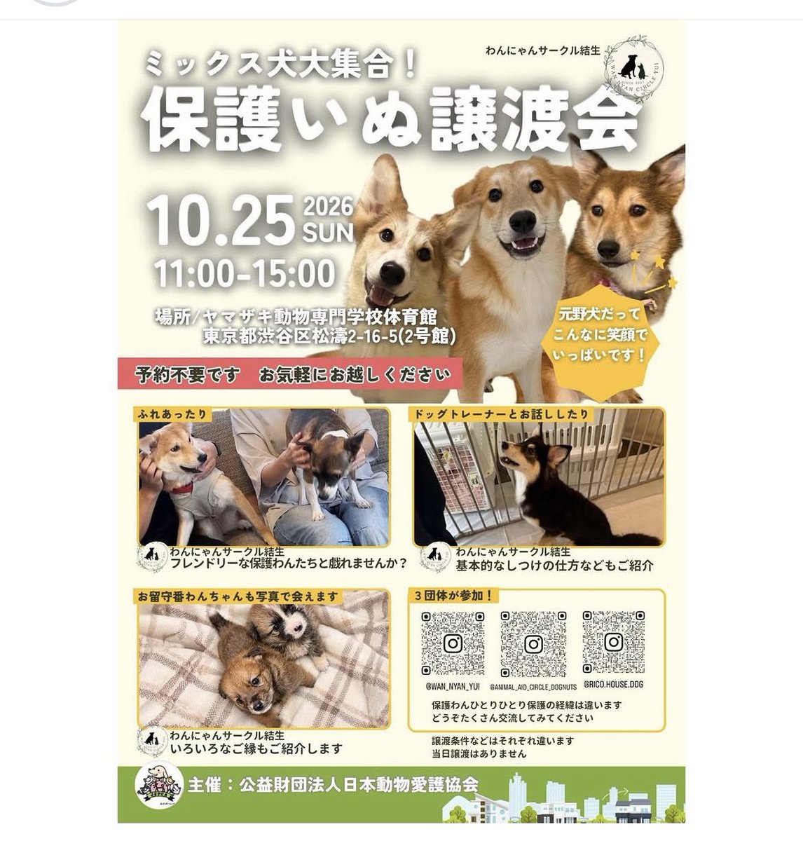 mikachuta's tweet photo. 本日渋谷区松濤のヤマザキ動物専門学校体育館にて、保護犬譲渡会！最寄りは神泉駅！MIX犬たちに会いに来てください🐕 #渋谷区 #松濤 #保護犬 #譲渡会 https://t.co/c74tnzfz72