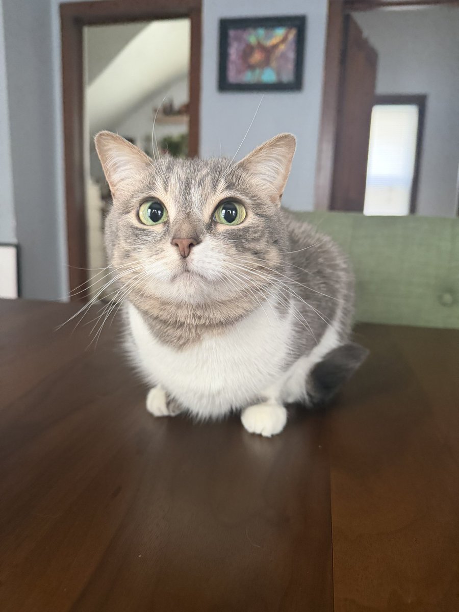 erika_sux's tweet photo. POV you’re trying to eat in my apartment https://t.co/oADm7Dtm0F