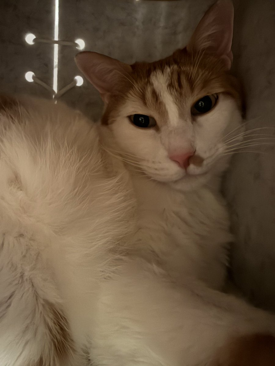 _sofiaa28_'s tweet photo. Ho proprio il gatto più bello del mondo https://t.co/fkGHzvaDyX