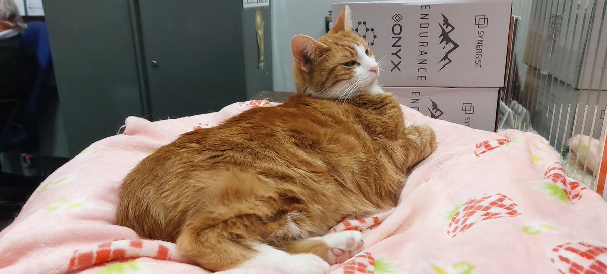 TheStourbridge's tweet photo. I am officially dry.

Unfortunately, my fur appears to have dried into something resembling a badly fitted ginger carpet

I look like I’ve been tumble-dried on the wrong setting.

Personally, I think I’ve achieved a rather fashionable windswept look. https://t.co/BPlMHvZ1ih
