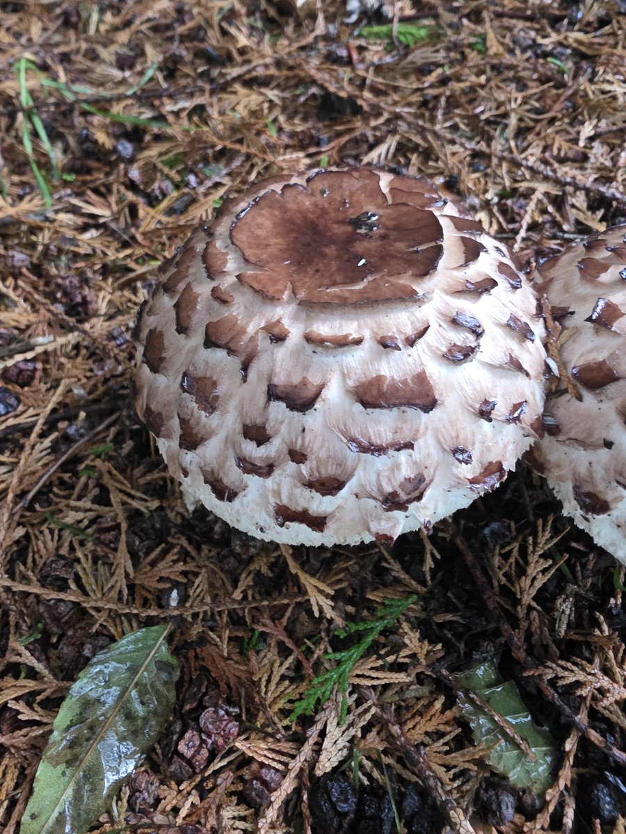 roriain's tweet photo. A challenging days weather, yet I managed to get out for a stroll and #litter pick with Luna ๐พ, around town. Parasol mushroom. #LeaveNoTrace #lovewhereyoulive https://t.co/vXheySzs4d