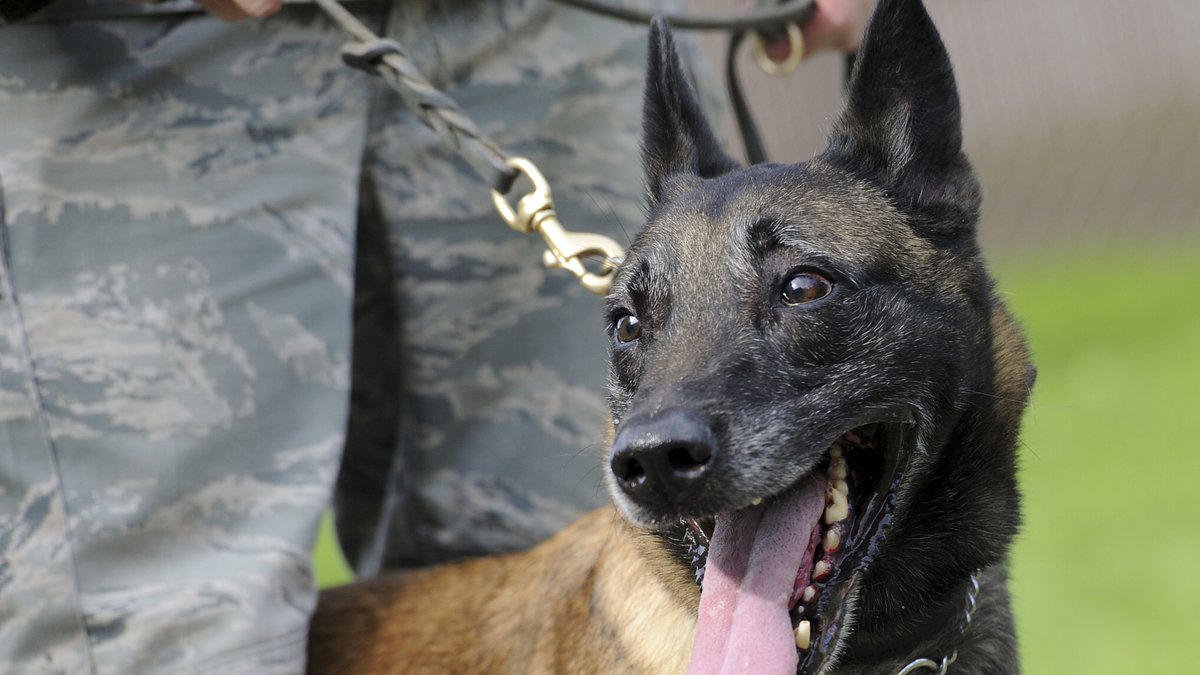 cutepet2023's tweet photo. Warhound, a new startup from Colossal's Ben Lamm and Anduril's Palmer Luckey, raised $200 million to gene-edit military working dogs. Most U.S. military dogs are bought from Europe, and fewer than half end up fit for duty. First target is hip dysplasia, with puppies due in 2027. https://t.co/wM8qBM0X9K