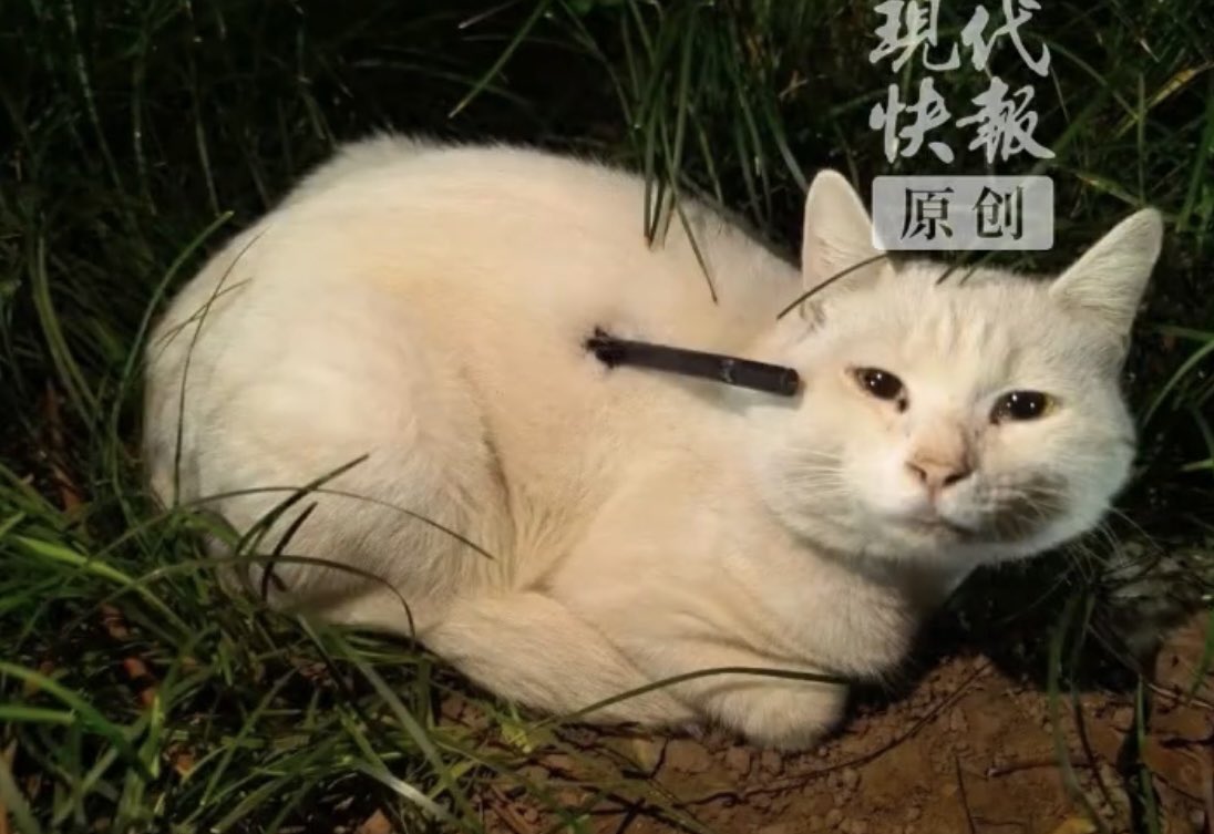 NoCatsNoLife_m's tweet photo. 🇨🇳 Three stray cats have been found wounded by arrows near Youfangqiao in Nanjing since mid-October.

A white cat named Dabai survived surgery to remove an 18cm barbed dart. He is recovering and needs a home.

Lianhua police received a report on Oct. 23. https://t.co/old6SImwN6