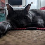 Photo by Rango, Dumpling, and Gnocchi 🌈 Jasper (@RangonDumpling)
