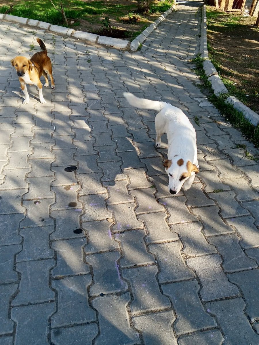 zllktlr's tweet photo. "Bu minikleri barınaktan alıp YUVA olmak isteyen olurmu? Kısırlaştılar Beklemek yok Hafta içi mesai saatleri içinde gelip alıp sıcak yuvalarına kavuşturalm Mini miniler Heyecanlı ve sosyaller Küçük ırk isteyenlere duyurulur 05324319780
SEHAYDER
SEFERİHİSAR https://t.co/ilsXGLgexY https://t.co/p8L9xYciKx