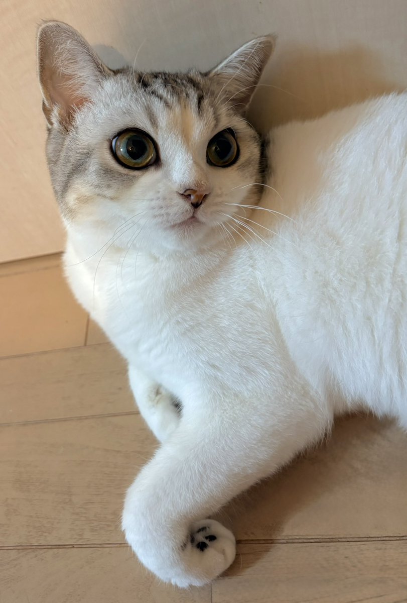 hachi_miku's tweet photo. 「今日もかわいいねえ」って言ったら 「え？知ってる」って顔された🐾 https://t.co/lCdp1w3af1