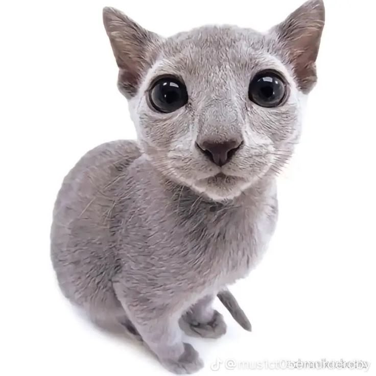 SkinPersona's tweet photo. @error_xofe Cat is the real master piece of this drawing https://t.co/FBAAs9QwxE