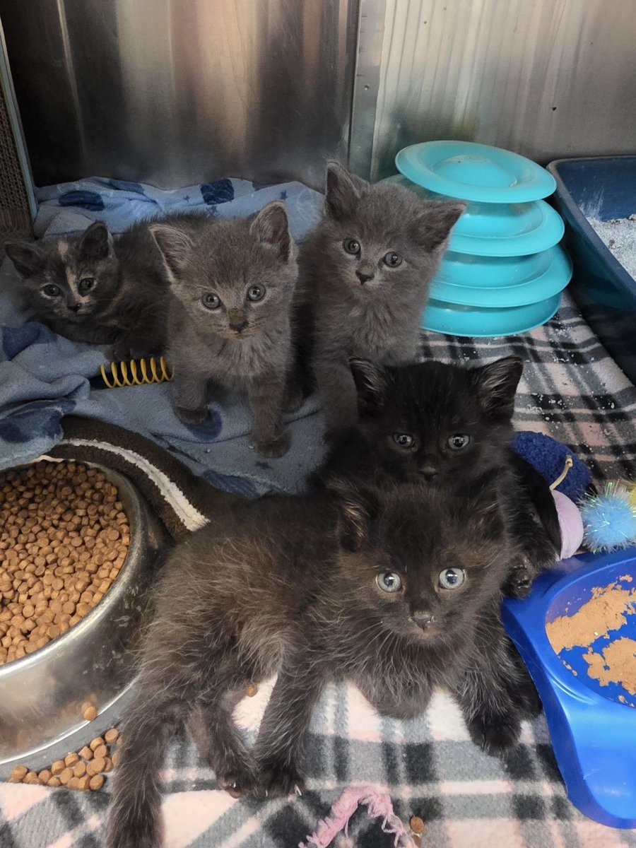 4CatDoc tweet picture