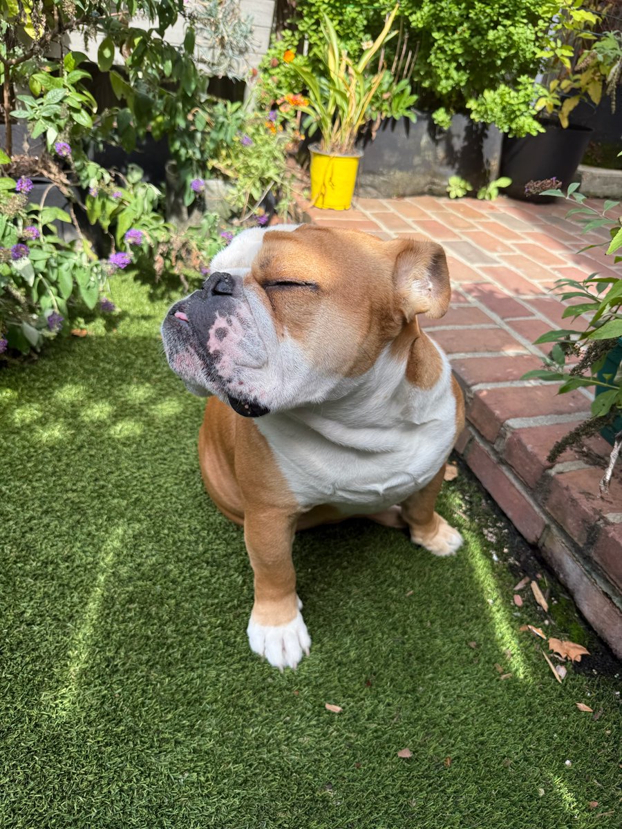 GeorgetownJack's tweet photo. Jack’s just enjoying the sunshine ☀️ https://t.co/J8od8nmxZU