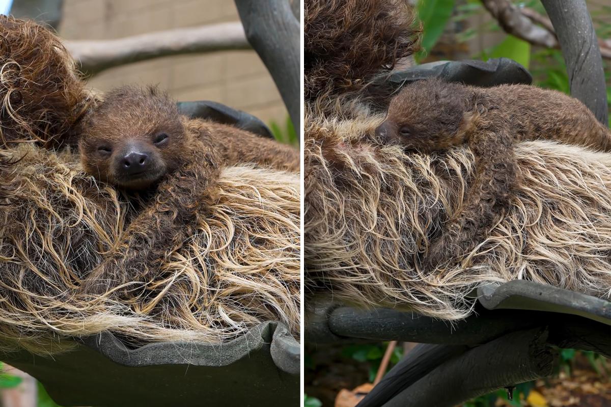 nypost's tweet photo. San Diego Zoo welcomes newborn sloth in adorable video on National Sloth Day https://t.co/A5aKZtv4KE https://t.co/ng02ALGIHG