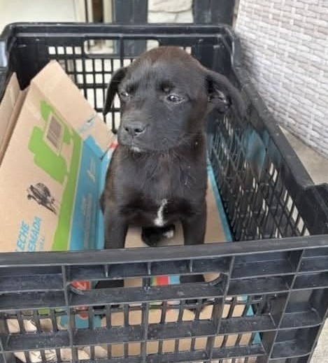 eltuitdemarsh's tweet photo. La rescataron de la calle, la resguardaron y necesitan, urgentemente, encontrarle un hogar. Si puedes darle temporal o, idealmente, deseas adoptarla, comunícate al +56939512784. Favor RT!
#Peñablanca https://t.co/RMPxkPnahB
