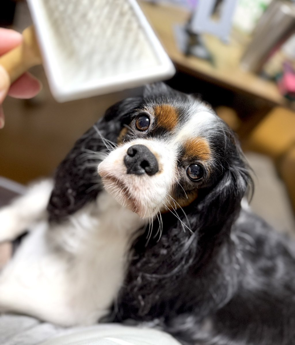 mmd0oo0's tweet photo. ＊

さあ、今日もブラッシングするよー

＊

#キャバリア #キャバリアキングチャールズスパニエル #CavalierKingCharlesSpaniel #cavpack https://t.co/QRoQJfUtcP