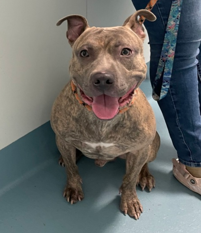notthesameone2's tweet photo. 🚨 Last call for 2-y/o Rex, now under kill command. Surrendered early Oct b/c owner moving w/o him. Energetic, mostly housetrained, protective, shy but friendly w/ strangers, playful w/ dogs &amp; cats; anxious when alone. Loves baths &amp; car rides. https://t.co/4ouqeYYyqP