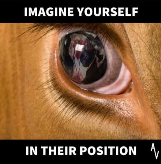 EllieCG11's tweet photo. I did... and became vegan overnight. My life now is dedicated to advocating on their behalf in the hope that more of you will want to make the same difference, save lives. Animals are not food, people. https://t.co/HtJ1vaaDpt