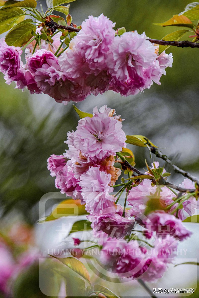 Ho4fs's tweet photo. [桜の花びらが風に舞い、まるで淡いピンクの雪のよう。季節の移ろいを感じる一瞬が好き]， https://t.co/42Siuj38UP