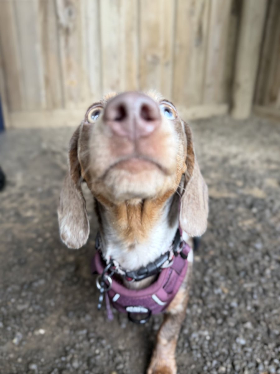 oxo6's tweet photo. More beautiful doggies https://t.co/FZCPRqFPBo