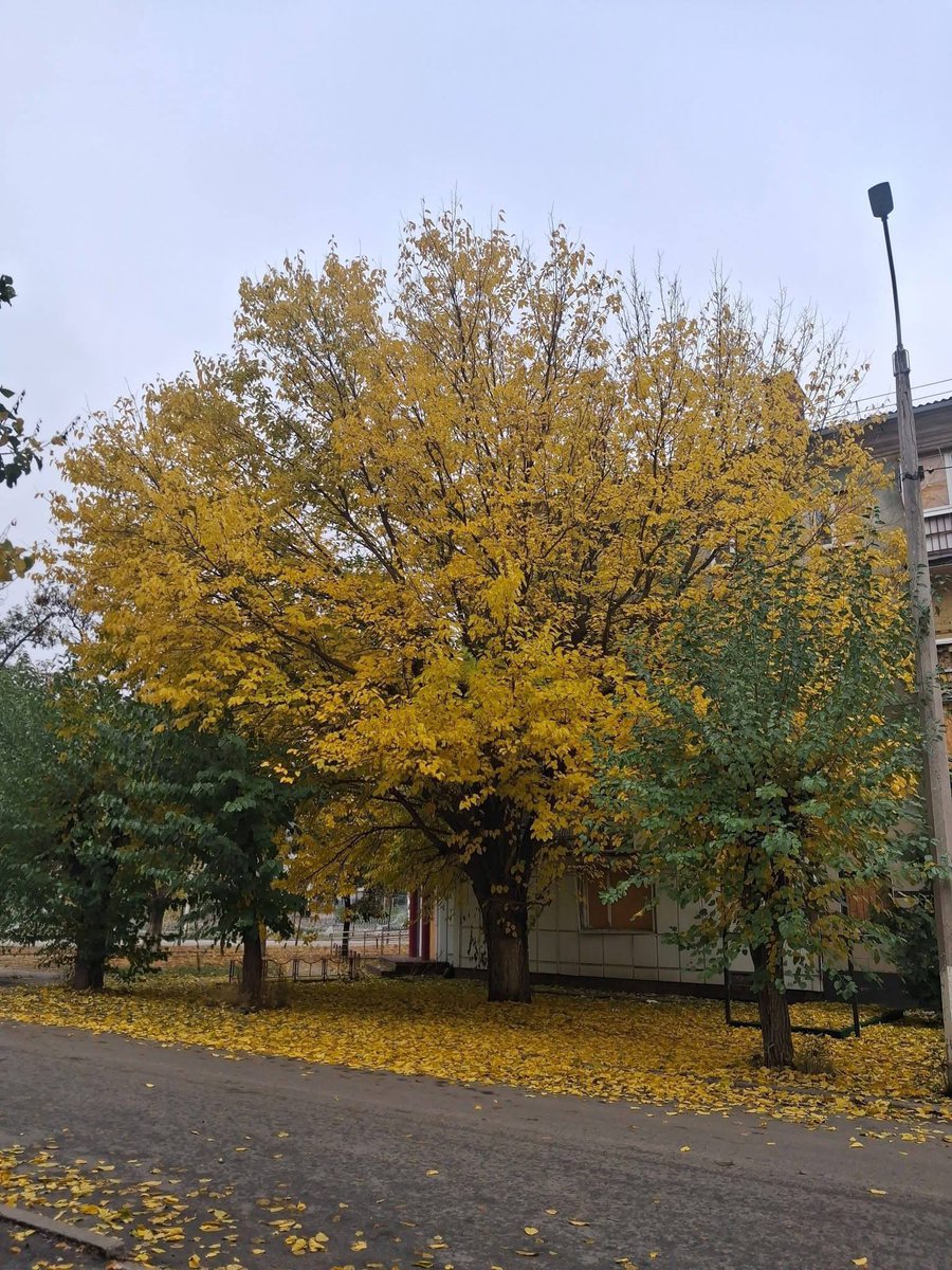 jana_skhidna tweet picture