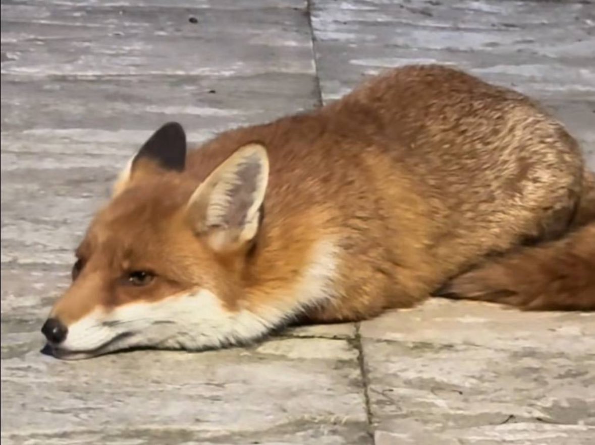 Joey_FS's tweet photo. Another slugfox https://t.co/f2K4UJeJgS