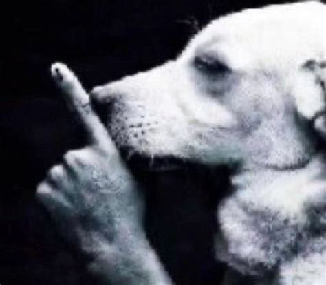 ReflectiveRuby2's tweet photo. Bunlith is a CIA psyop made to cause infighting in the trans girl community by being really fucking annoying. https://t.co/0FaVuPPz8d