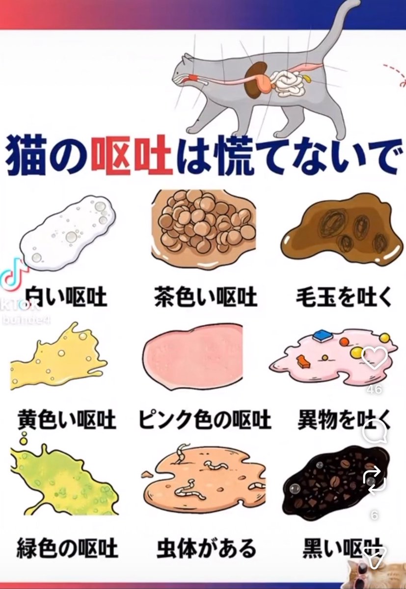 fukuroupiyopiyo's tweet photo. 猫の嘔吐の種類（備忘録も兼ねて） https://t.co/5RD94IMa45