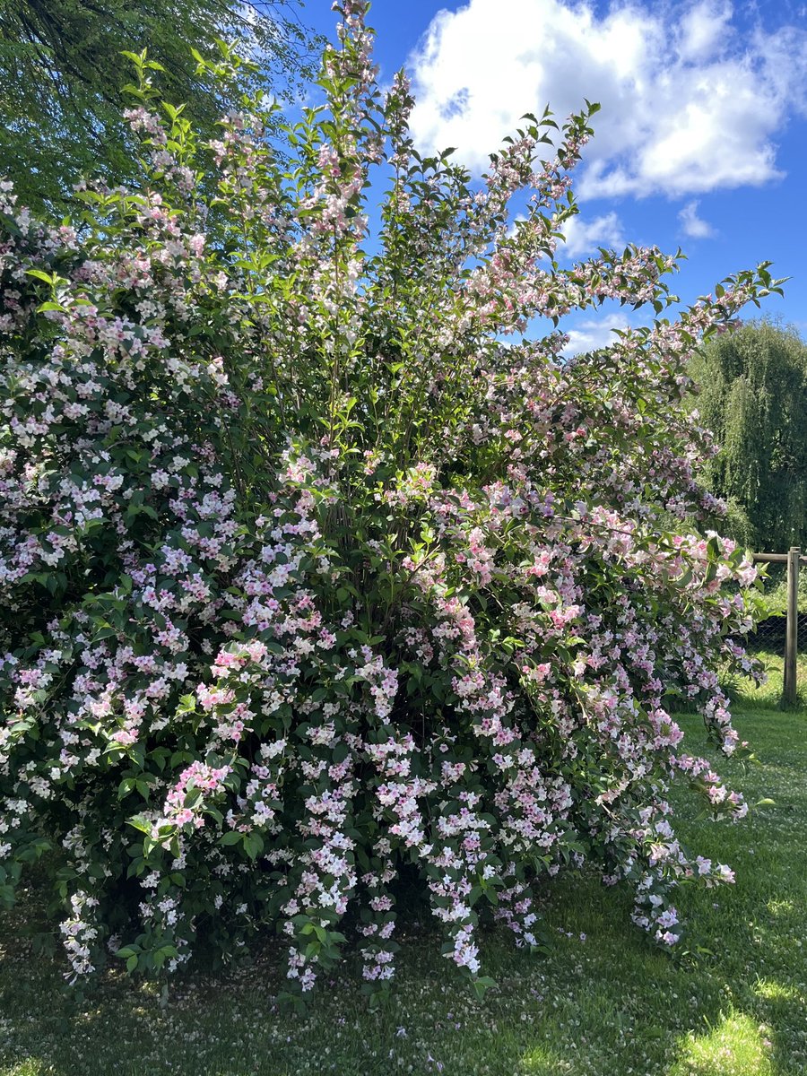 osvaldobarri1's tweet photo. La primavera tiene lo suyo , desde la Magia del Sur . https://t.co/6tScVZSlZZ