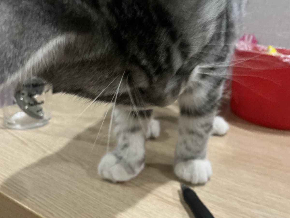 Delores0629's tweet photo. my kitty🤩 https://t.co/sRFhEmBK5R
