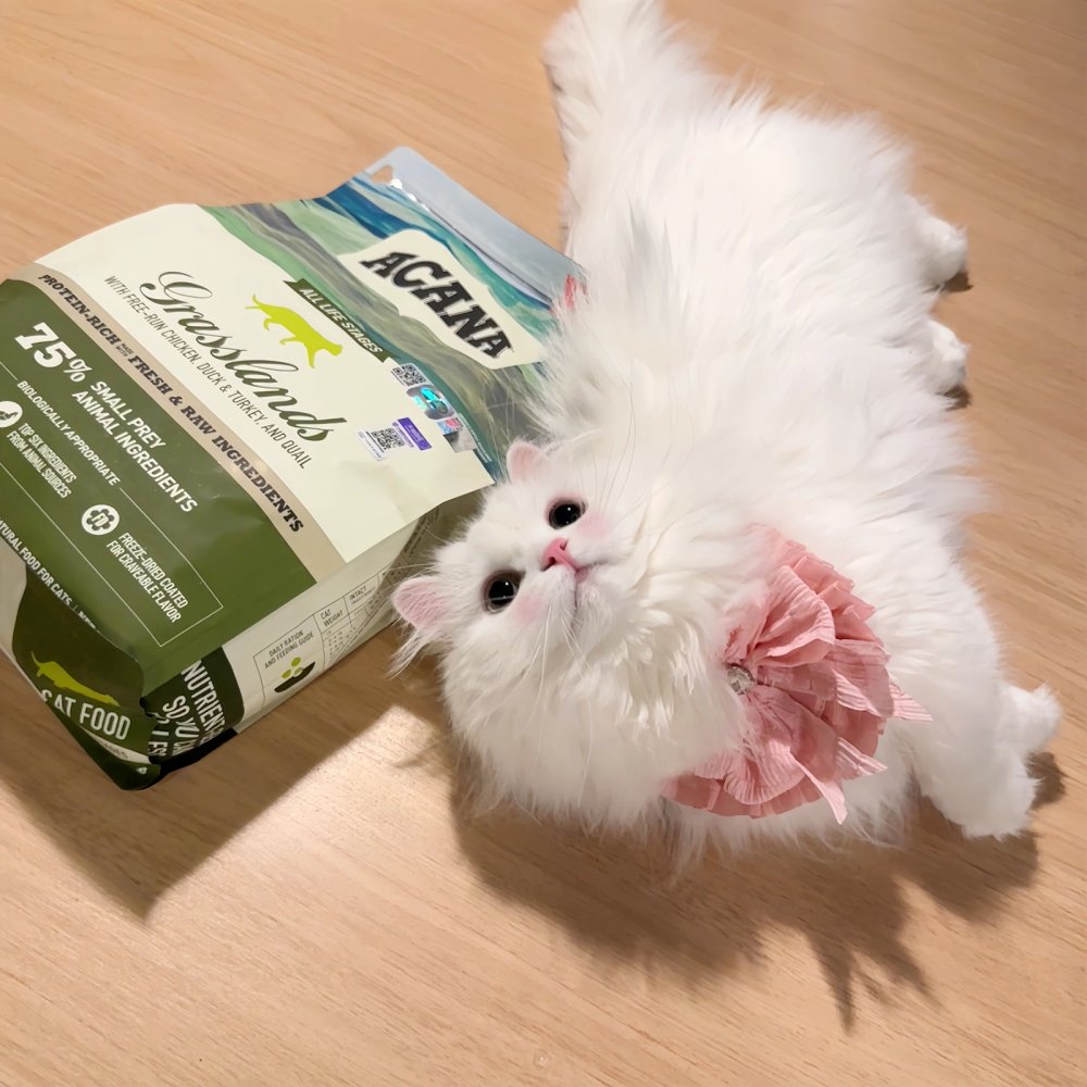 Decafe362927's tweet photo. 今回のキャンペーンでは珍しい乗り物や白毛の猫、蔡倌さんのコラボグッズを先行公開！ フォロー＆RTで抽選でプレゼント https://t.co/MtIEF81GF9