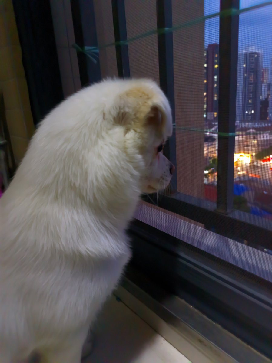 hakodatelelien's tweet photo. [幸いにもフェンス際のベンチに座る車に乗った犬に会えた]， https://t.co/HV2voBN1DF