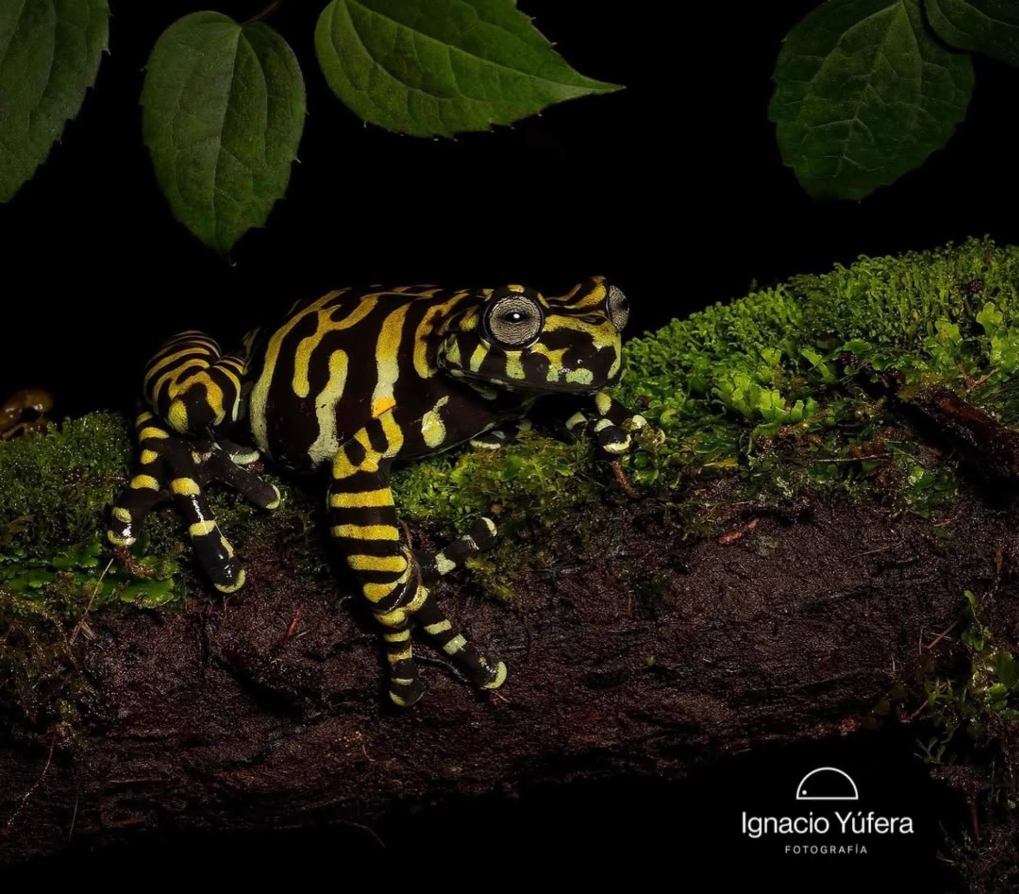 Evolve on X: 