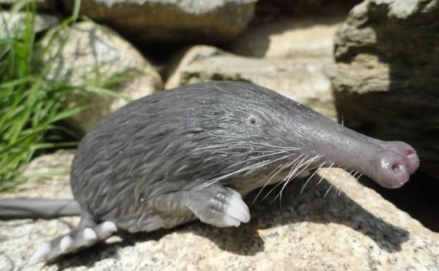Shadoo_creeture's tweet photo. pyrenean desman my beloved♥️♥️♥️♥️♥️♥️ https://t.co/7UsLJkgAzW