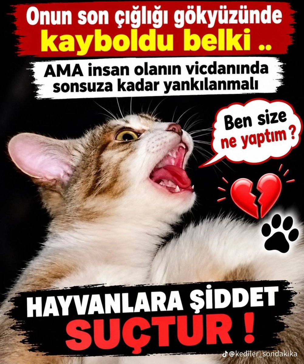 karakedisafir's tweet photo. Minik kedinin çığlığıyız!
#MinikİçinAdalet
#MinikAdaletBekliyor 
#MinikKediyiUnutmadık 
#JusticeForAnimalAbuse
#JusticeForAnimalCruelty https://t.co/Y3w3lnsDPV
