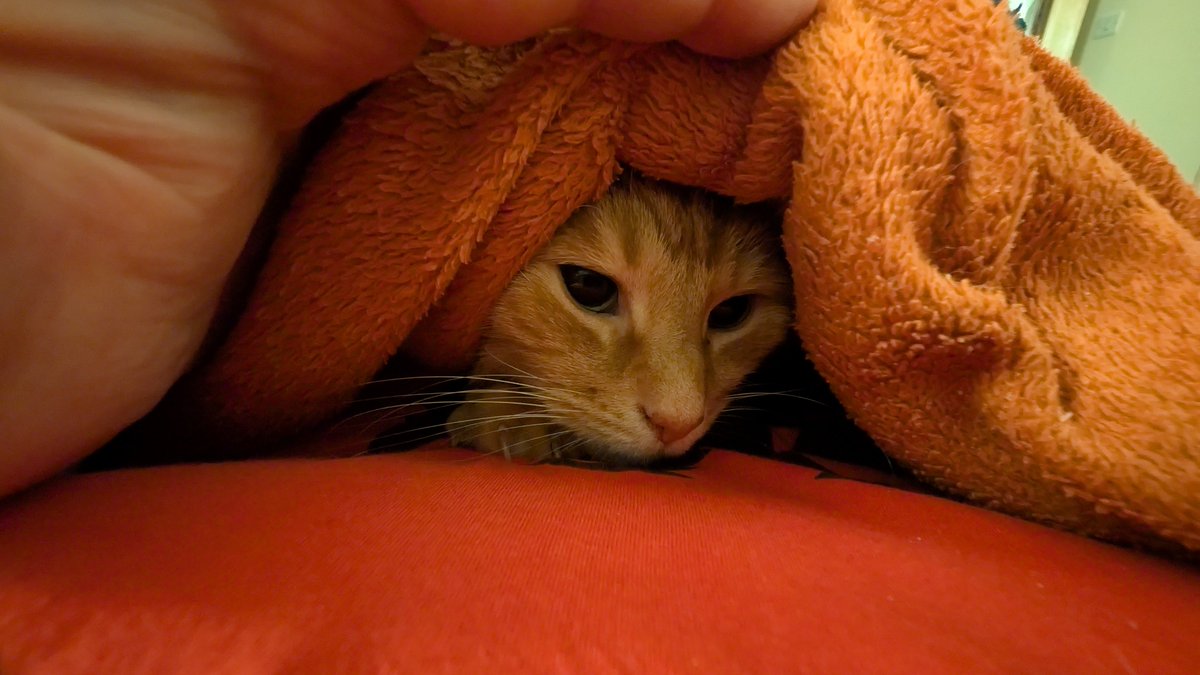 DFIRSamurai's tweet photo. "I'm trying to sleep here!" https://t.co/vSLzKCTNNE