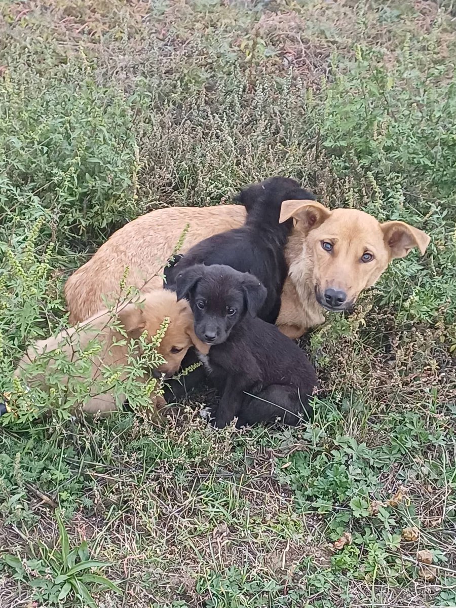 SavaSafeHaven's tweet photo. 🐾 We haven’t had much time to post lately, but that doesn’t mean we don’t have stories to share with you! ❤️

It’s been a busy week, filled with so many special moments! From welcoming our dear friends from our sister organisation in Germany 🇩🇪, to rescuing a mama dog and her three puppies from the pouring rain 🌧️🐶, celebrating adoptions, and visiting schools as part of Romania’s “Școala Altfel” (Different School Week) programme. 🏫💚

We’ve been running around, working hard, saving lives, teaching children, and experiencing moments that fill our hearts with joy. ❤️

Sometimes, we get so caught up in everything that needs to be done that we simply don’t have time to share it all with you as it happens. But behind the scenes, every single day brings a new story, every rescued animal gets a second chance, and every child who learns to treat animals with kindness gives us hope for a better future. 🐾

It’s been an intense week, but we wouldn’t have it any other way! 😍 Despite the exhaustion and all the challenges, these are the moments that remind us why we started this journey in the first place.

So stay tuned! We have so many beautiful stories to share with you! 💚

Thank you for standing by our side and being part of the Sava’s Safe Haven family. Together, we can make a difference! 🐕🐈❤️

#SavasSafeHaven #AnimalRescue #AnimalWelfare #AdoptDontShop #AnimalEducation #RescueStories