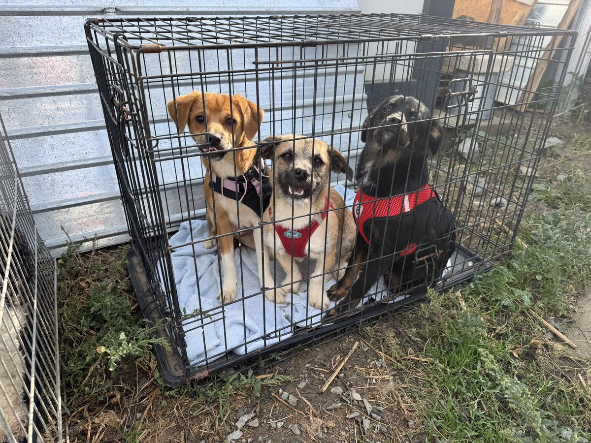 SavaSafeHaven's tweet photo. 🐾 We haven’t had much time to post lately, but that doesn’t mean we don’t have stories to share with you! ❤️

It’s been a busy week, filled with so many special moments! From welcoming our dear friends from our sister organisation in Germany 🇩🇪, to rescuing a mama dog and her three puppies from the pouring rain 🌧️🐶, celebrating adoptions, and visiting schools as part of Romania’s “Școala Altfel” (Different School Week) programme. 🏫💚

We’ve been running around, working hard, saving lives, teaching children, and experiencing moments that fill our hearts with joy. ❤️

Sometimes, we get so caught up in everything that needs to be done that we simply don’t have time to share it all with you as it happens. But behind the scenes, every single day brings a new story, every rescued animal gets a second chance, and every child who learns to treat animals with kindness gives us hope for a better future. 🐾

It’s been an intense week, but we wouldn’t have it any other way! 😍 Despite the exhaustion and all the challenges, these are the moments that remind us why we started this journey in the first place.

So stay tuned! We have so many beautiful stories to share with you! 💚

Thank you for standing by our side and being part of the Sava’s Safe Haven family. Together, we can make a difference! 🐕🐈❤️

#SavasSafeHaven #AnimalRescue #AnimalWelfare #AdoptDontShop #AnimalEducation #RescueStories