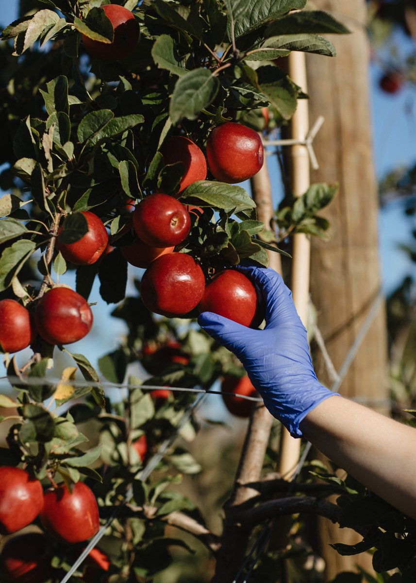 RockitAppleUSA's tweet photo. Orchard-grown and adventure-ready.🌳🍎 Click the link in our bio to discover delicious ways to enjoy Rockit™ Apples! 🍎 https://t.co/uJoxxqJZtW