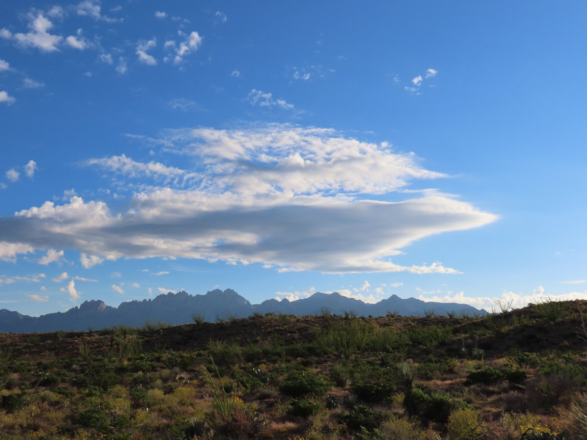 RobertPRowley2's tweet photo. #ChihuahuanDesert today.  Early light; Doña Ana Mountains; White-crowned Sparrow (drat!); roadrunner-esque cloud. https://t.co/5o7MBtTG8U