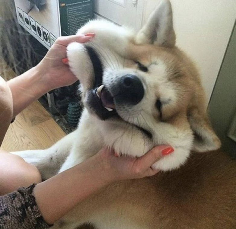 komekura_MEGU's tweet photo. なんで犬って
こんなに可愛いんだろう https://t.co/M1wlCkn98T