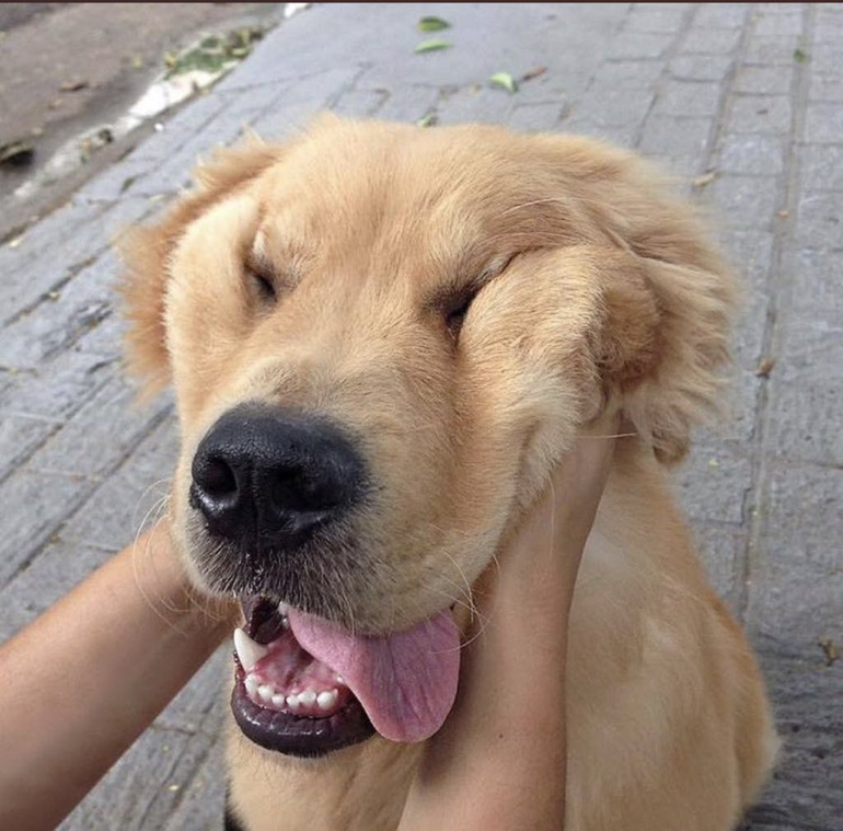 komekura_MEGU's tweet photo. なんで犬って
こんなに可愛いんだろう https://t.co/M1wlCkn98T