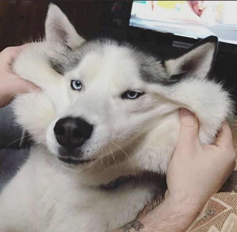 komekura_MEGU's tweet photo. なんで犬って
こんなに可愛いんだろう https://t.co/M1wlCkn98T