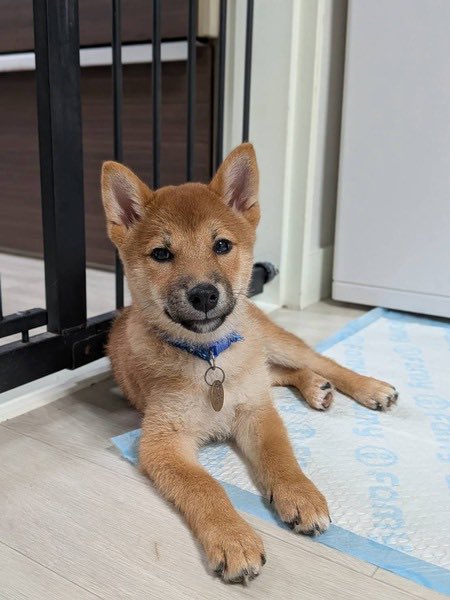 satoya_boshu's tweet photo. 活発なパピー！ロックくん
推定0歳2ヶ月
♂ 神奈川県

【性格】 子犬らしく天真爛漫、活発
【トイレ】 シート認識ありますが、失敗もあります
【お散歩】 未実施
【留守番、就寝】】 ケージ
【お手入れ】 問題なし
【犬、猫との関係】 攻撃性なし
【人との関係】 和犬らしく自立しています https://t.co/cWg5ore0sT