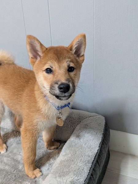 satoya_boshu's tweet photo. 活発なパピー！ロックくん
推定0歳2ヶ月
♂ 神奈川県

【性格】 子犬らしく天真爛漫、活発
【トイレ】 シート認識ありますが、失敗もあります
【お散歩】 未実施
【留守番、就寝】】 ケージ
【お手入れ】 問題なし
【犬、猫との関係】 攻撃性なし
【人との関係】 和犬らしく自立しています https://t.co/cWg5ore0sT