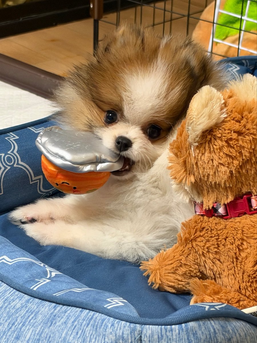 mohumohunotoro's tweet photo. おはようございます☀

今日も素敵な笑顔の毛玉です https://t.co/Jfj7HvrEDS