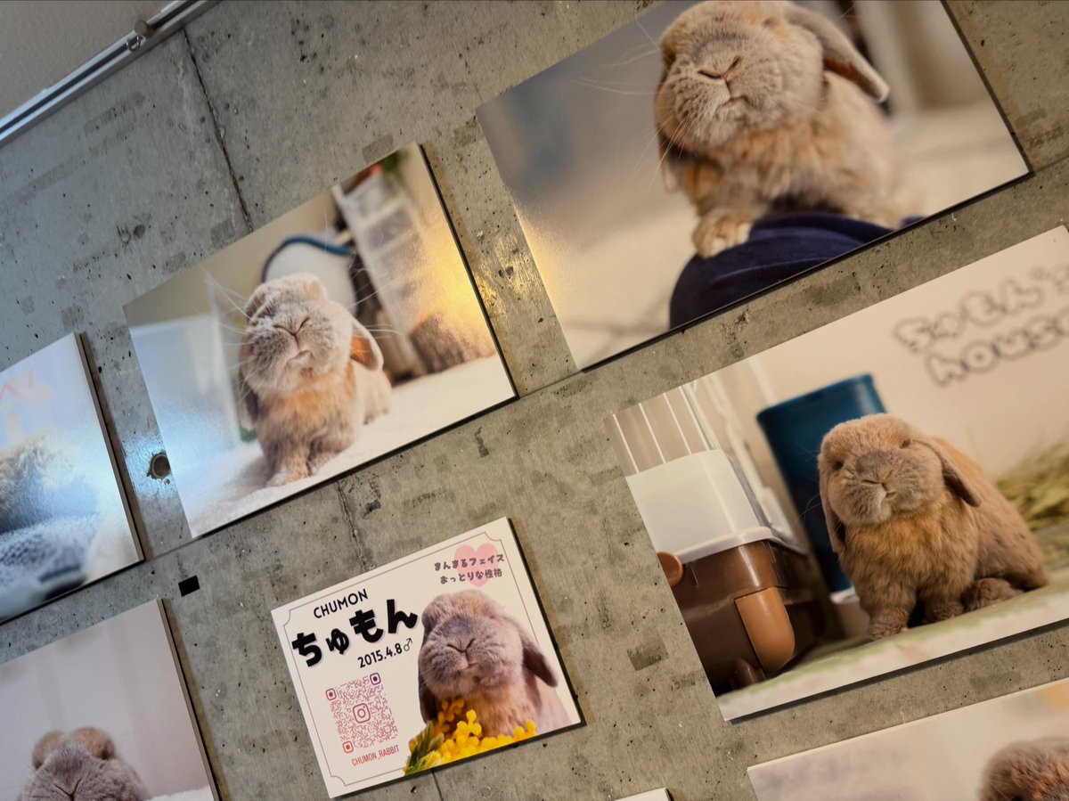 baconcoltd's tweet photo. 【週末も開催中】
#うさぎしんぼる展 2026 in 名古屋

見渡す限り、うさぎ・うさぎ・うさぎ！🐰✨

可愛い写真や作品はもちろん、思わず集めたくなるうさぎグッズも盛りだくさん♪

10周年ならではの特別な企画にも注目です🎉

日曜日のお出かけは、ぜひ“うさぎ愛”あふれる会場へ！

📍TGS.名古屋
〜11/23(月・祝)まで
📎 https://t.co/oFcSVK4KPL

#うさぎイベント #名古屋イベント