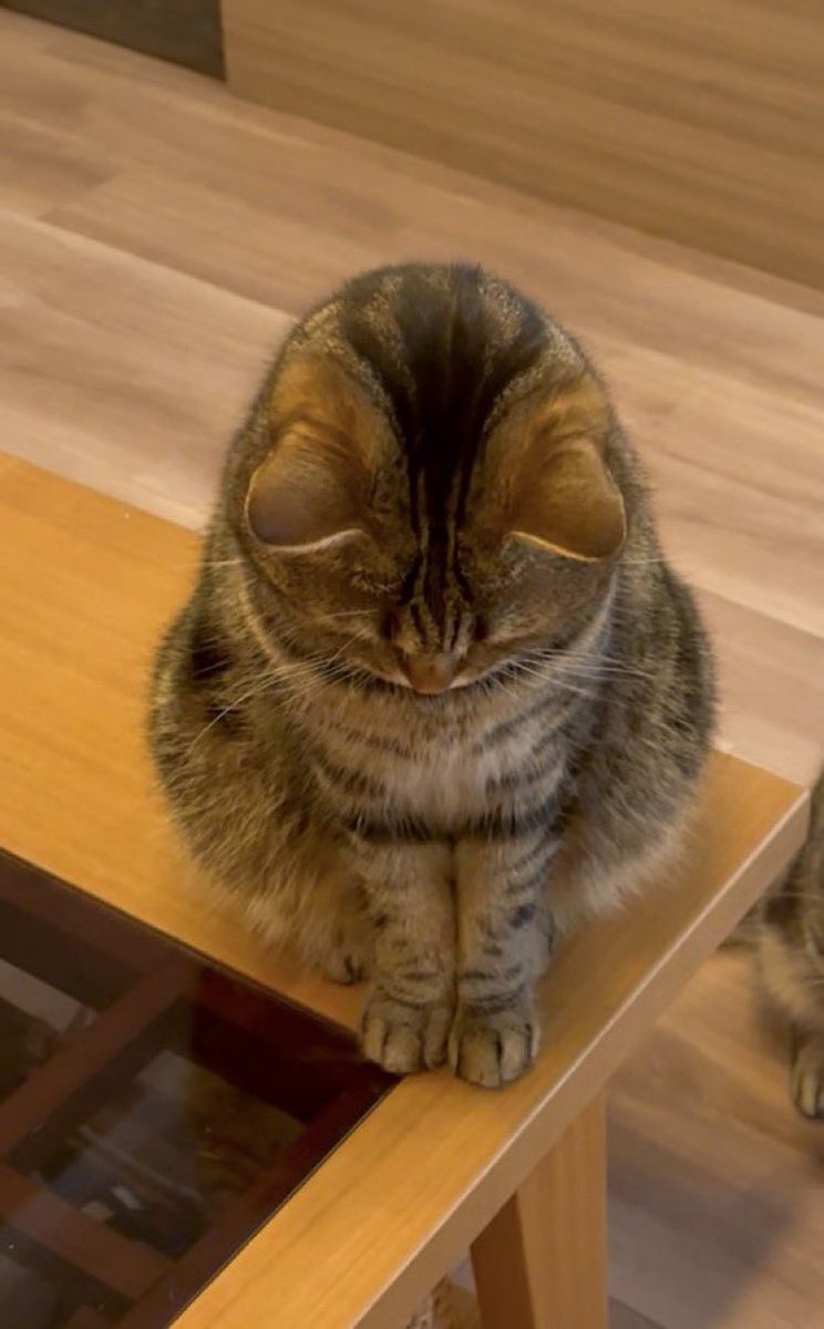cat_anko3's tweet photo. これはかいぬしの目の前にやってきて、頭をなでるまで動かないねこ https://t.co/3CiJeG6GdJ