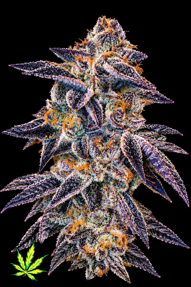 stickygenetics's tweet photo. https://t.co/Q1dDkyyc5V

All Hempfest cannabis seeds are 50% off!! https://t.co/yrzVnuKXu6